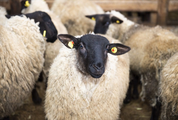 Azərbaycana Avropadan “Lacaune”, “Landschaft Merino”, “İle de France