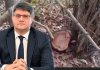Masallıda “Yaşıl Soyqırım”: 4 saylı meşə zolağı talan edilir – kim məsuliyyət daşıyır?